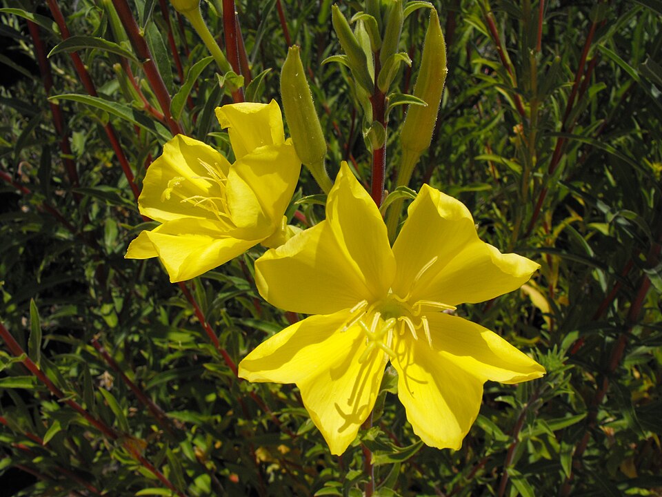 Oenothera elata (tall evening primrose) (alternate view 9)