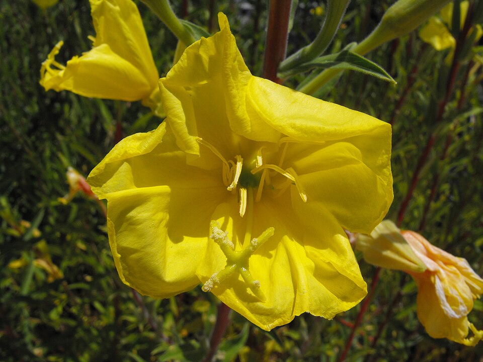 Oenothera elata (tall evening primrose) (alternate view 10)