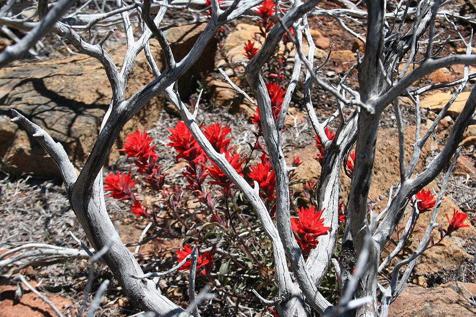 Castilleja applegatei (wavyleaf paintbrush) (alternate view 7)