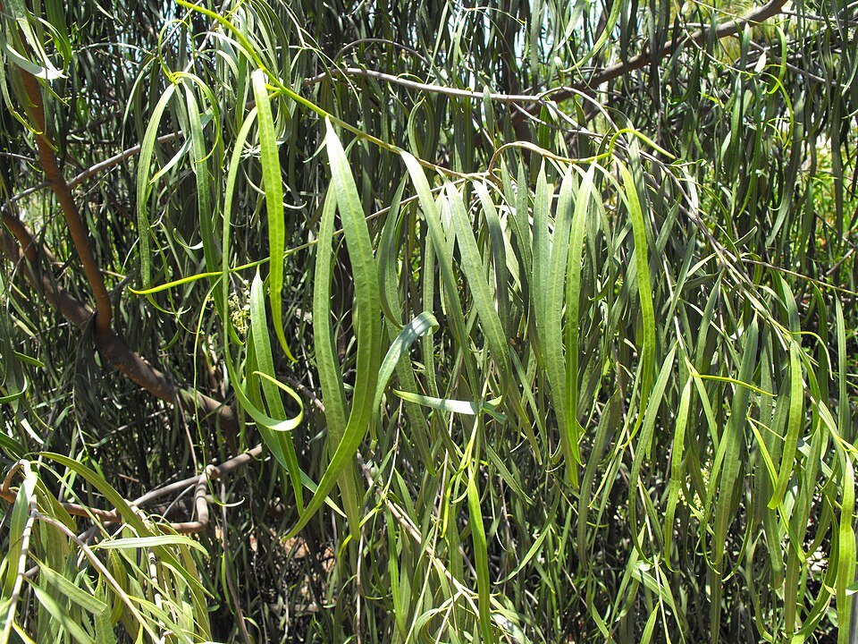 Geijera parviflora (Wilga) (alternate view 6)