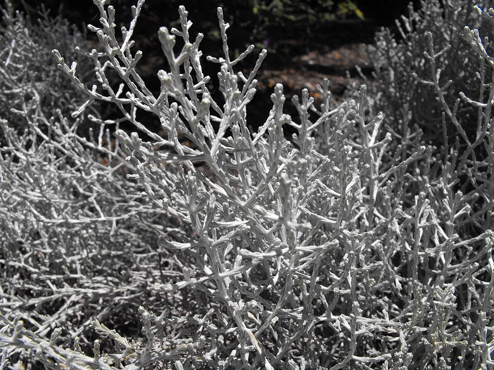 Leucophyta brownii (Cushion Bush) (alternate view 5)