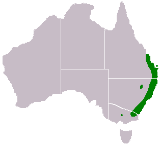 Acacia maidenii (Maiden's Wattle) (alternate view 7)