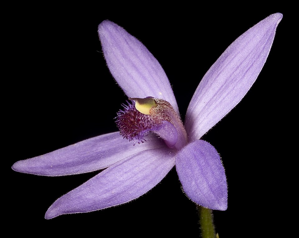 Pheladenia deformis (Blue Fairy Orchid) (alternate view 9)