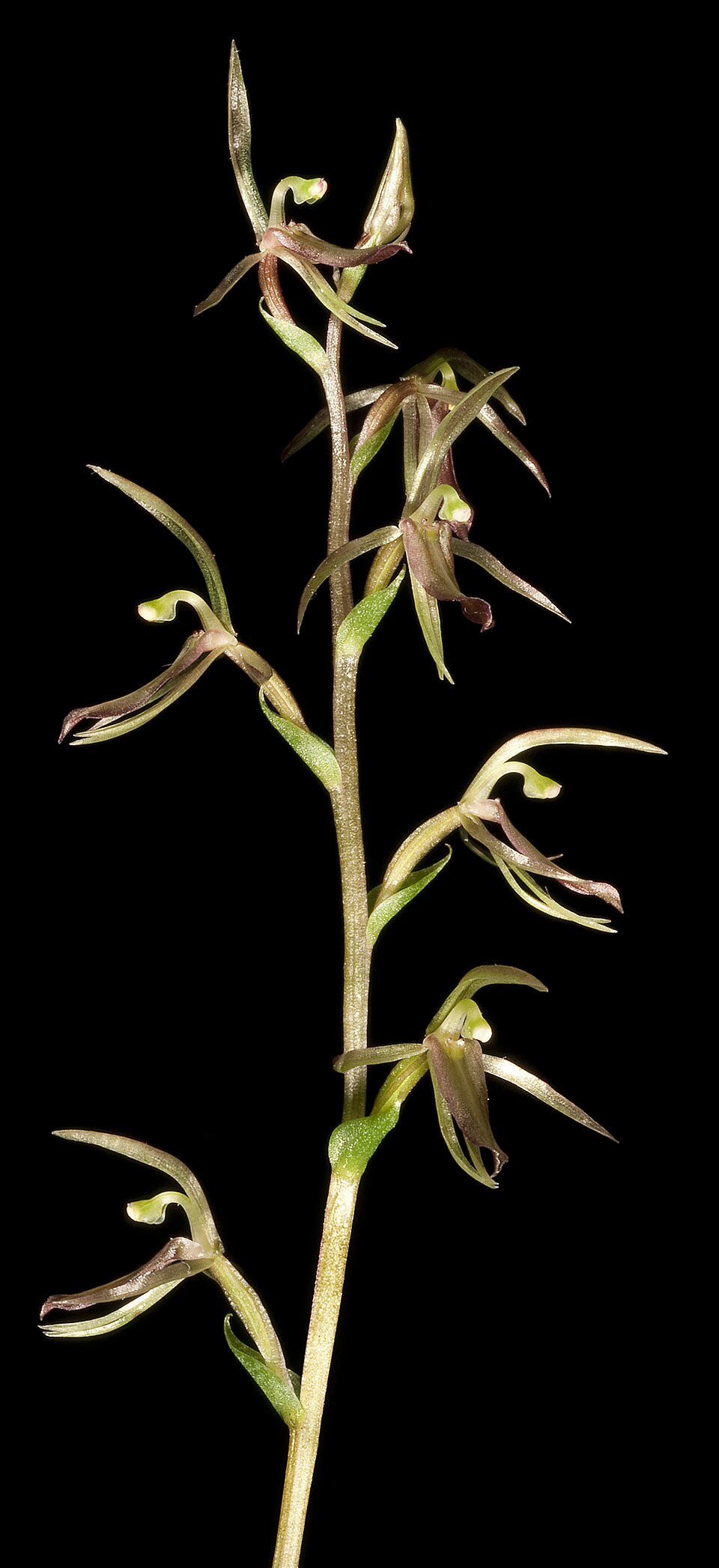 Cyrtostylis reniformis (Gnat orchid) (alternate view 2)