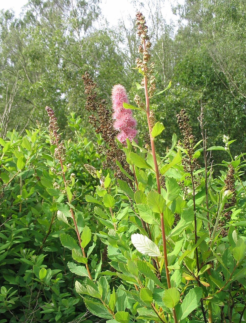 Spiraea douglasii (western spirea) (alternate view 10)