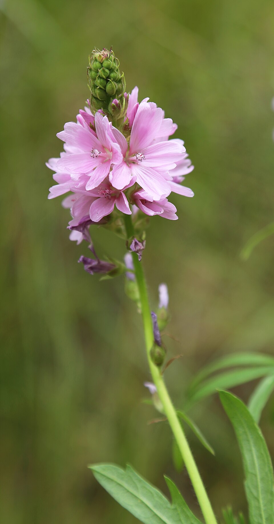 Sidalcea oregana (Oregon Checker-Mallow) (alternate view 9)