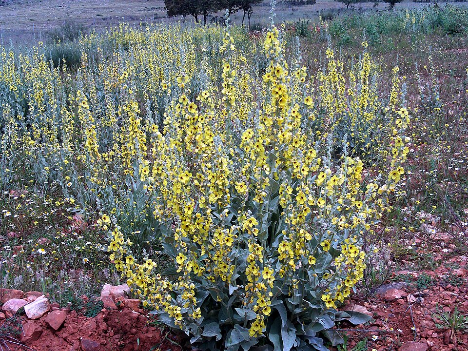 Verbascum virgatum (Wand Mullein) (alternate view 7)