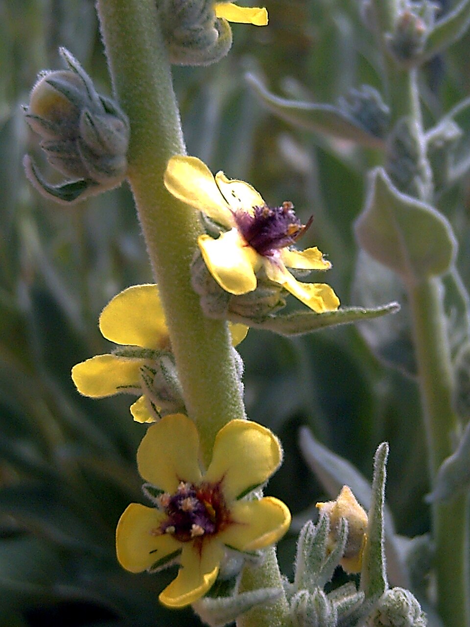 Verbascum virgatum (Wand Mullein) (alternate view 8)