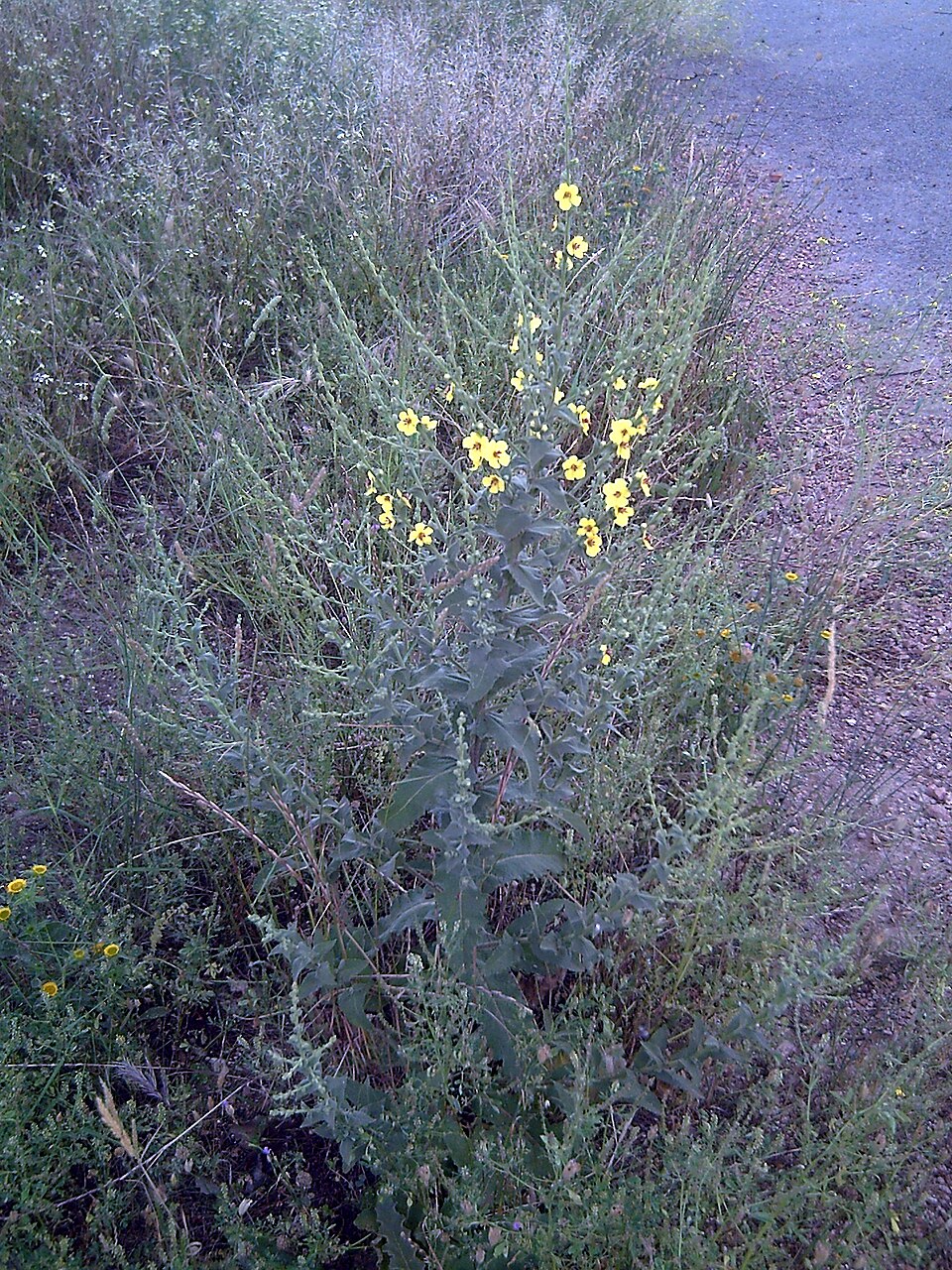 Verbascum virgatum (Wand Mullein) (alternate view 9)