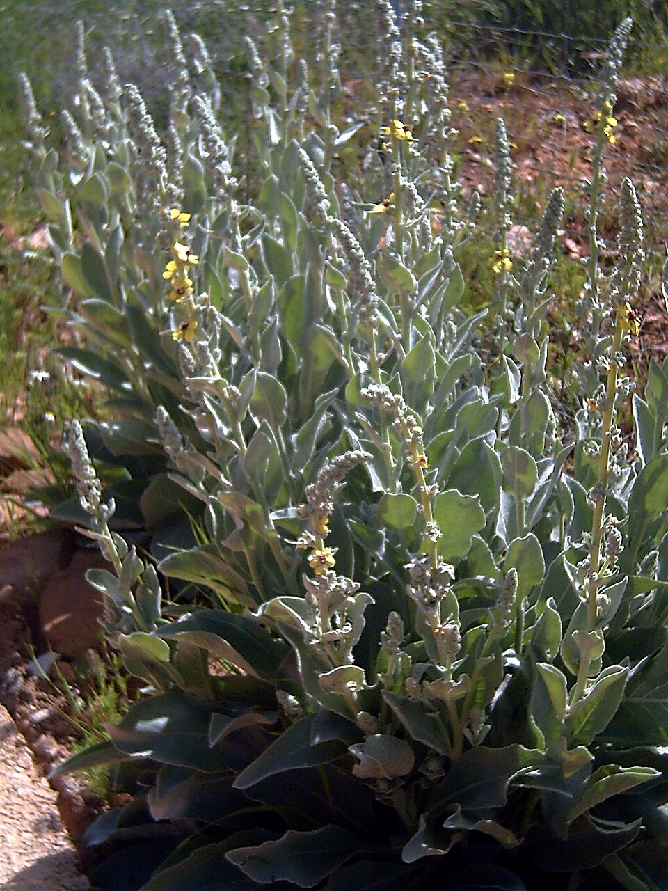 Verbascum virgatum (Wand Mullein) (alternate view 10)