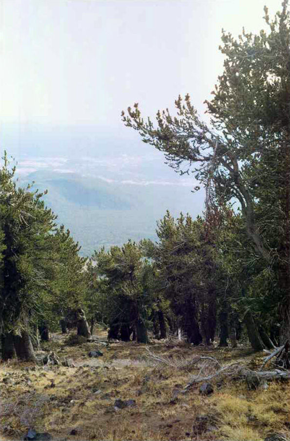 Pinus aristata (Bristlecone Pine) (alternate view 9)