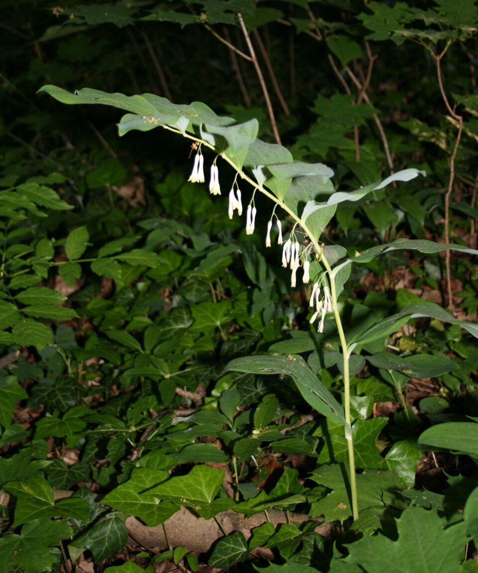 Polygonatum multiflorum (Solomon's-seal)