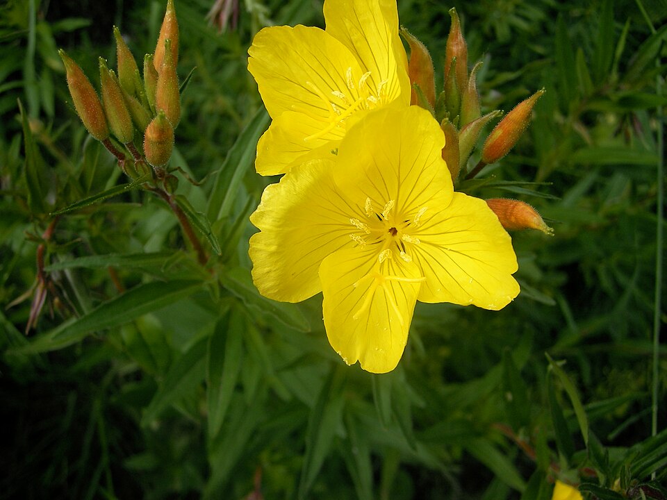 Oenothera fruticosa (evening primrose) (alternate view 8)