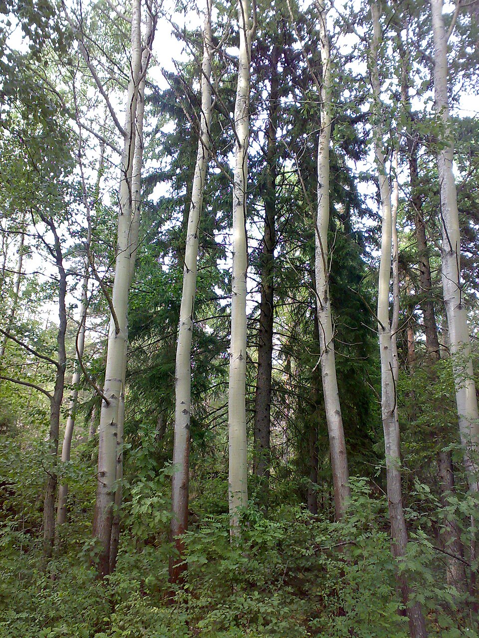 Populus tremula (European aspen)