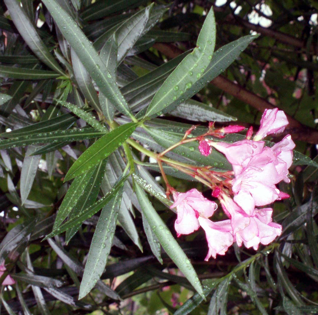 Nerium oleander, Oleander — upright evergreen (Apocynaceae) (image 2 of 8)