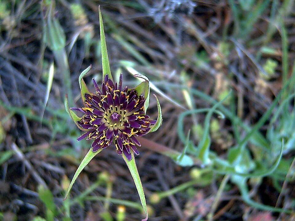 Tragopogon porrifolius (purple salsify)