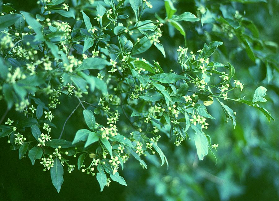 Euonymus europaeus (Spindle)