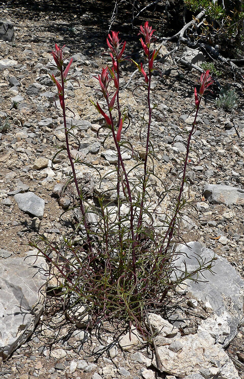 Castilleja linariifolia (Wyoming Paintbrush) (alternate view 6)