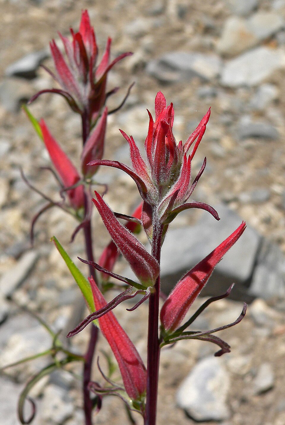 Castilleja linariifolia (Wyoming Paintbrush) (alternate view 7)