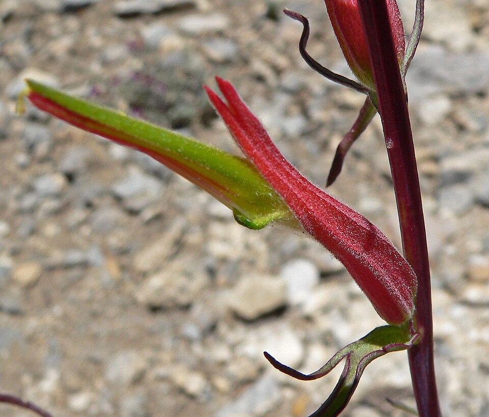 Castilleja linariifolia (Wyoming Paintbrush) (alternate view 8)