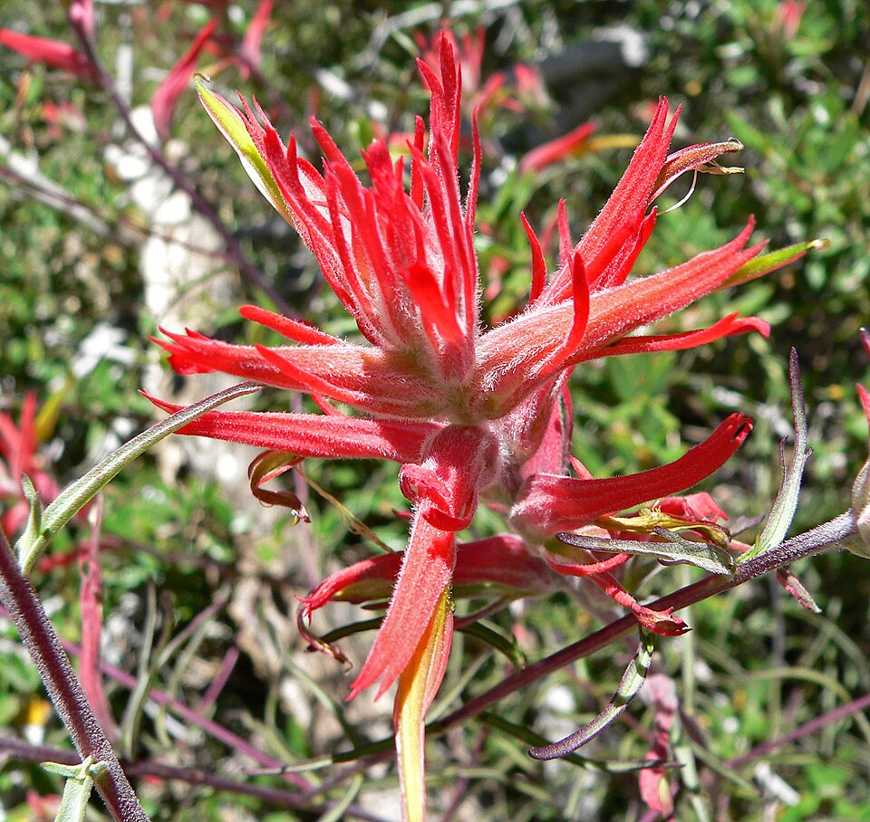 Castilleja linariifolia (Wyoming Paintbrush) (alternate view 10)