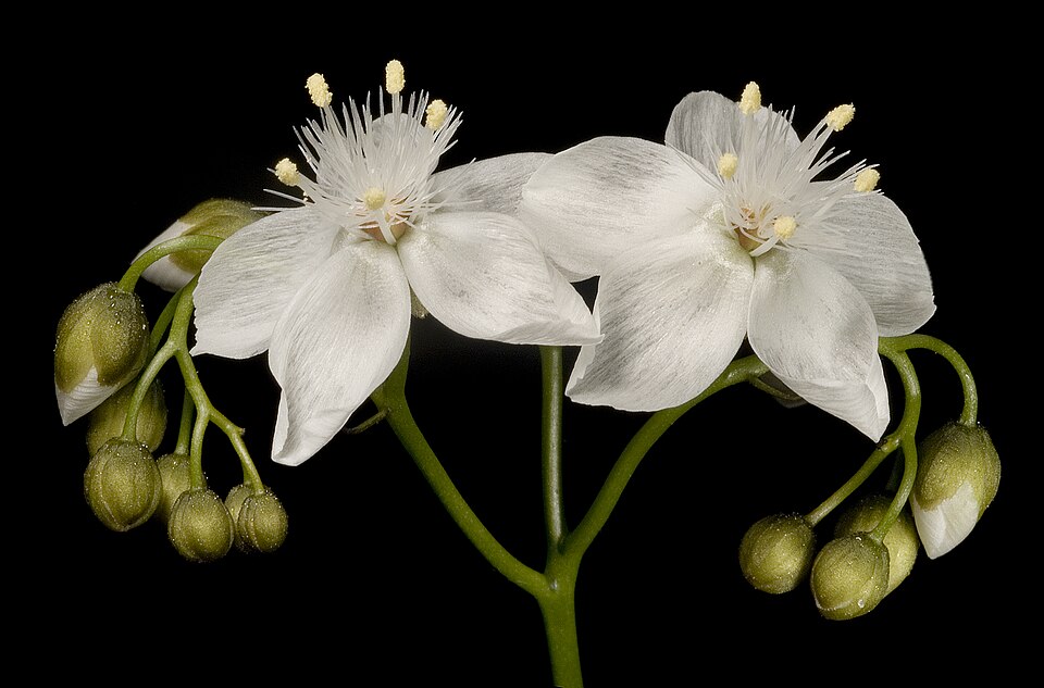 Drosera pallida (Pale Rainbow) (alternate view 9)