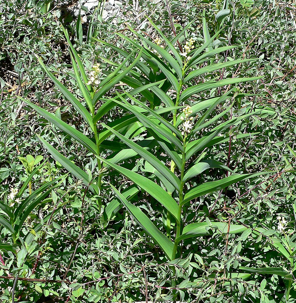 Maianthemum stellatum (star-flowered false Solomon's seal) (alternate view 6)