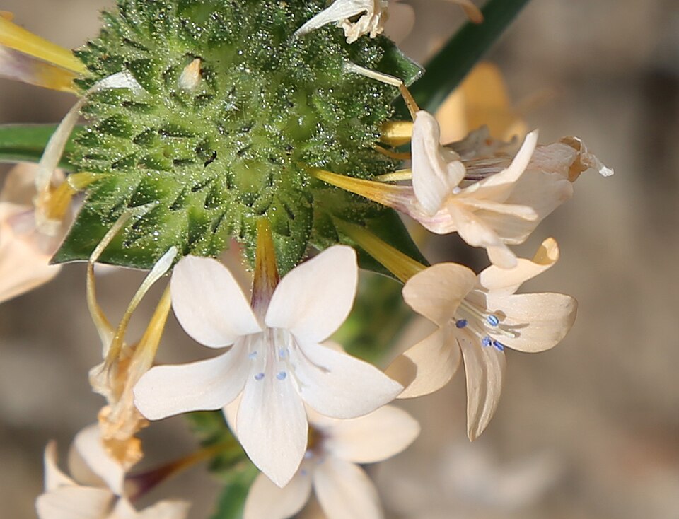 Collomia grandiflora (grand collomia) (alternate view 7)