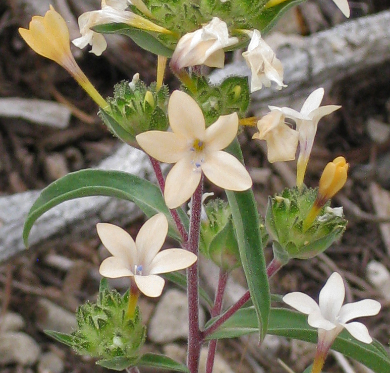 Collomia grandiflora (grand collomia) (alternate view 8)