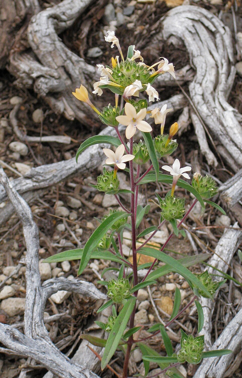 Collomia grandiflora (grand collomia) (alternate view 9)