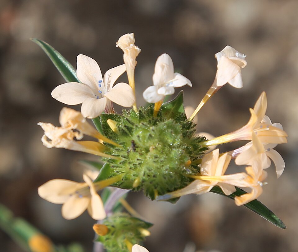 Collomia grandiflora (grand collomia) (alternate view 10)