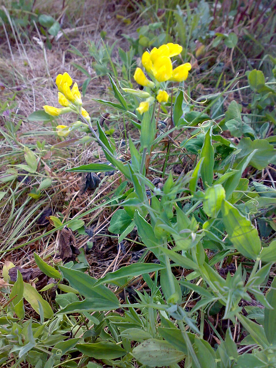 Lathyrus pratensis (meadow pea)