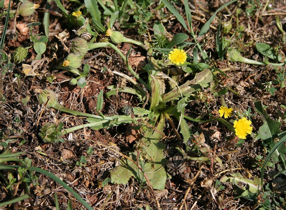 Hedypnois rhagadioloides (Cretanweed)