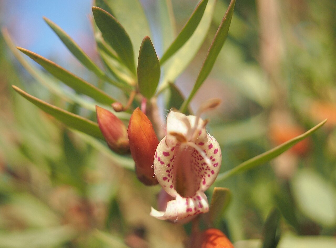 Eremophila maculata, Spotted emu bush — spreading evergreen (Scrophulariaceae) (image 6 of 8)