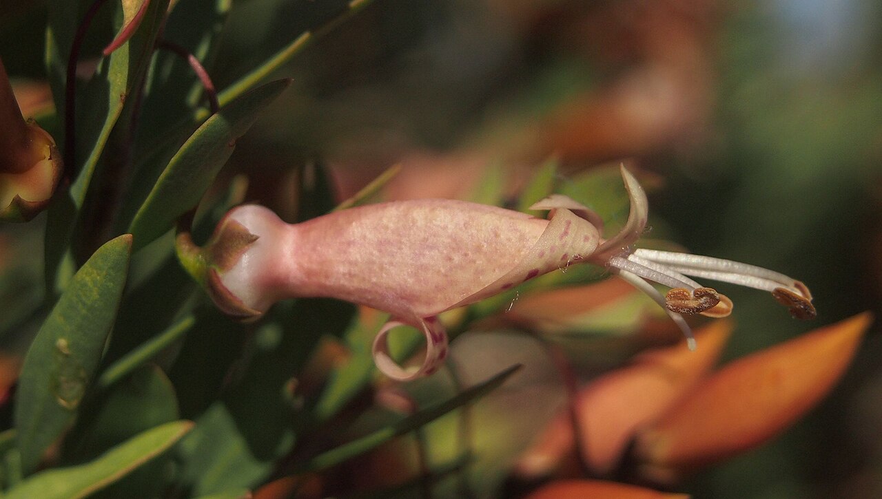 Eremophila maculata, Spotted emu bush — spreading evergreen (Scrophulariaceae) (image 7 of 8)
