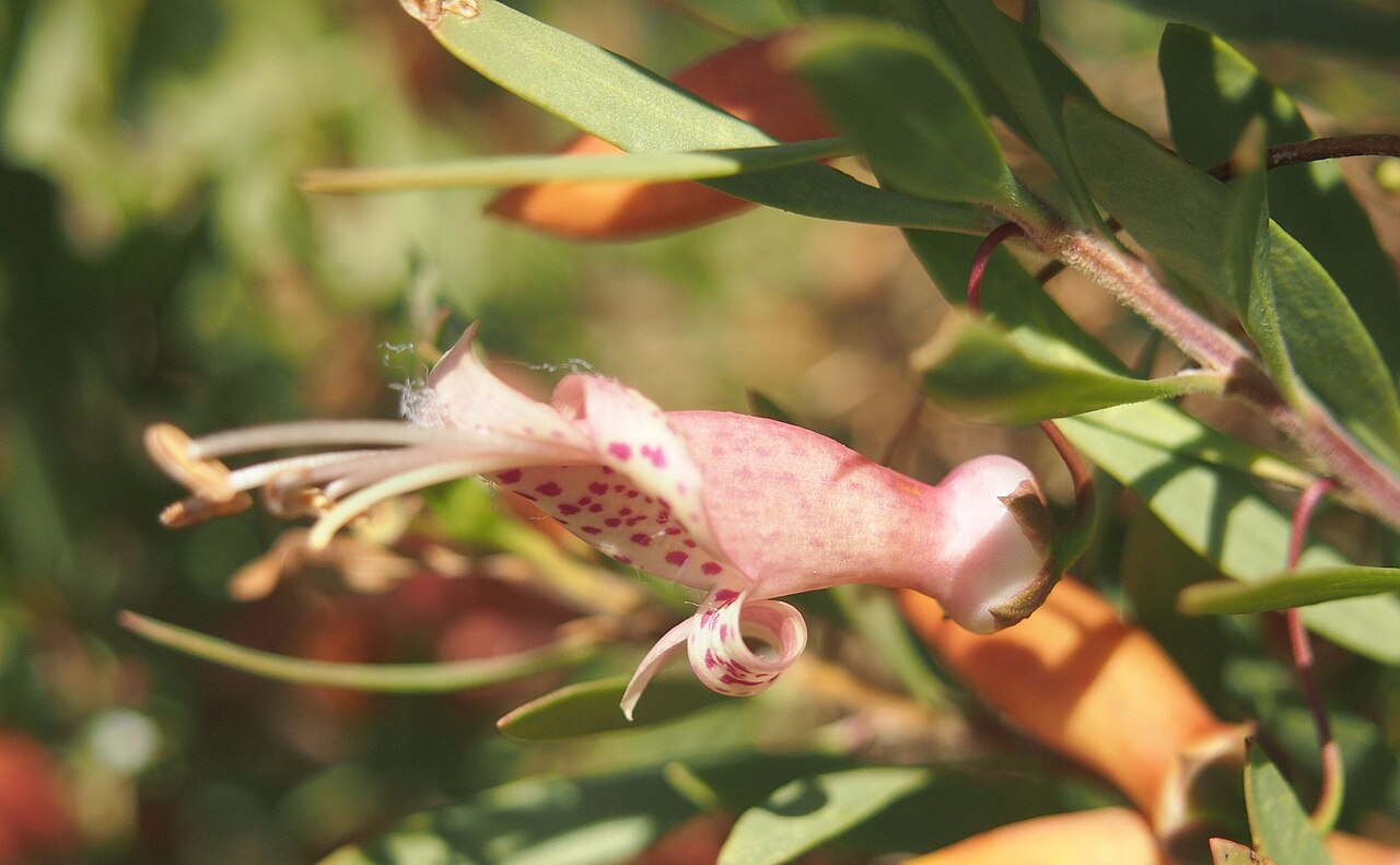 Eremophila maculata, Spotted emu bush — spreading evergreen (Scrophulariaceae) (image 8 of 8)