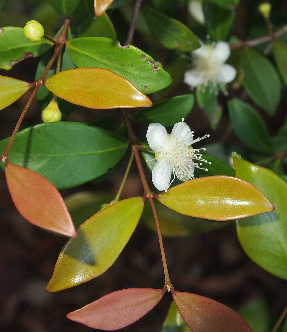 Gossia bidwillii (Python Tree) (alternate view 8)