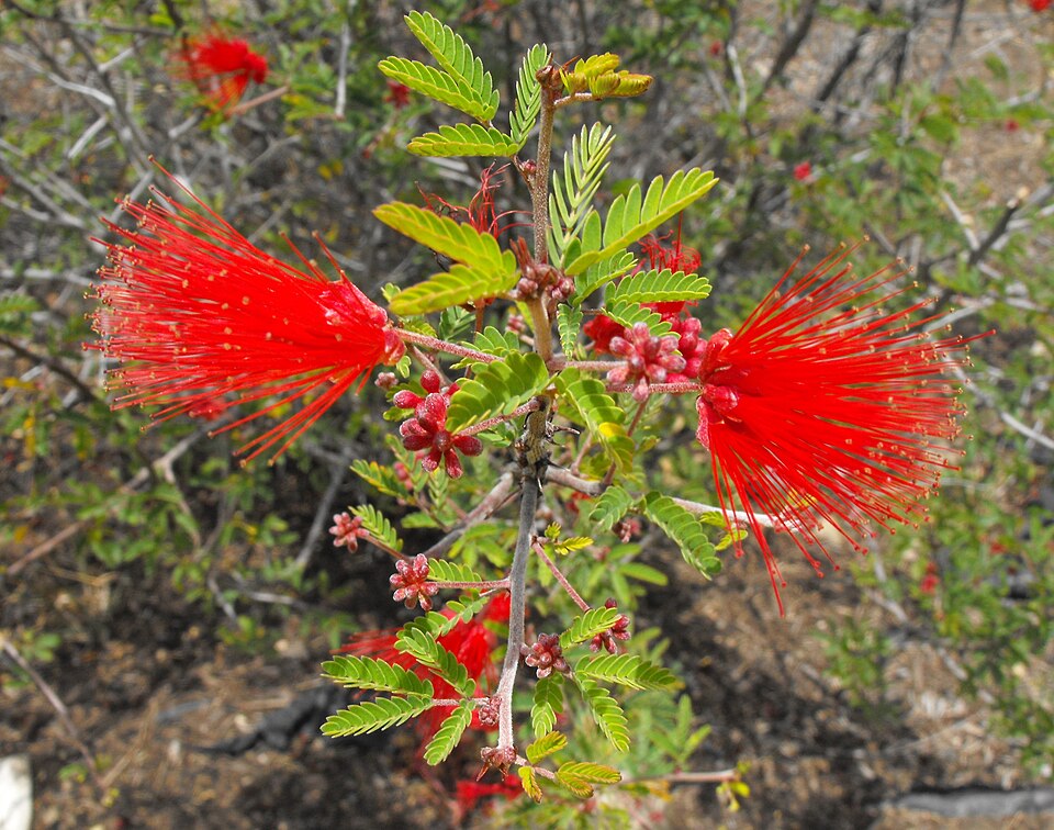 Calliandra eriophylla (pink fairy-duster) (alternate view 4)