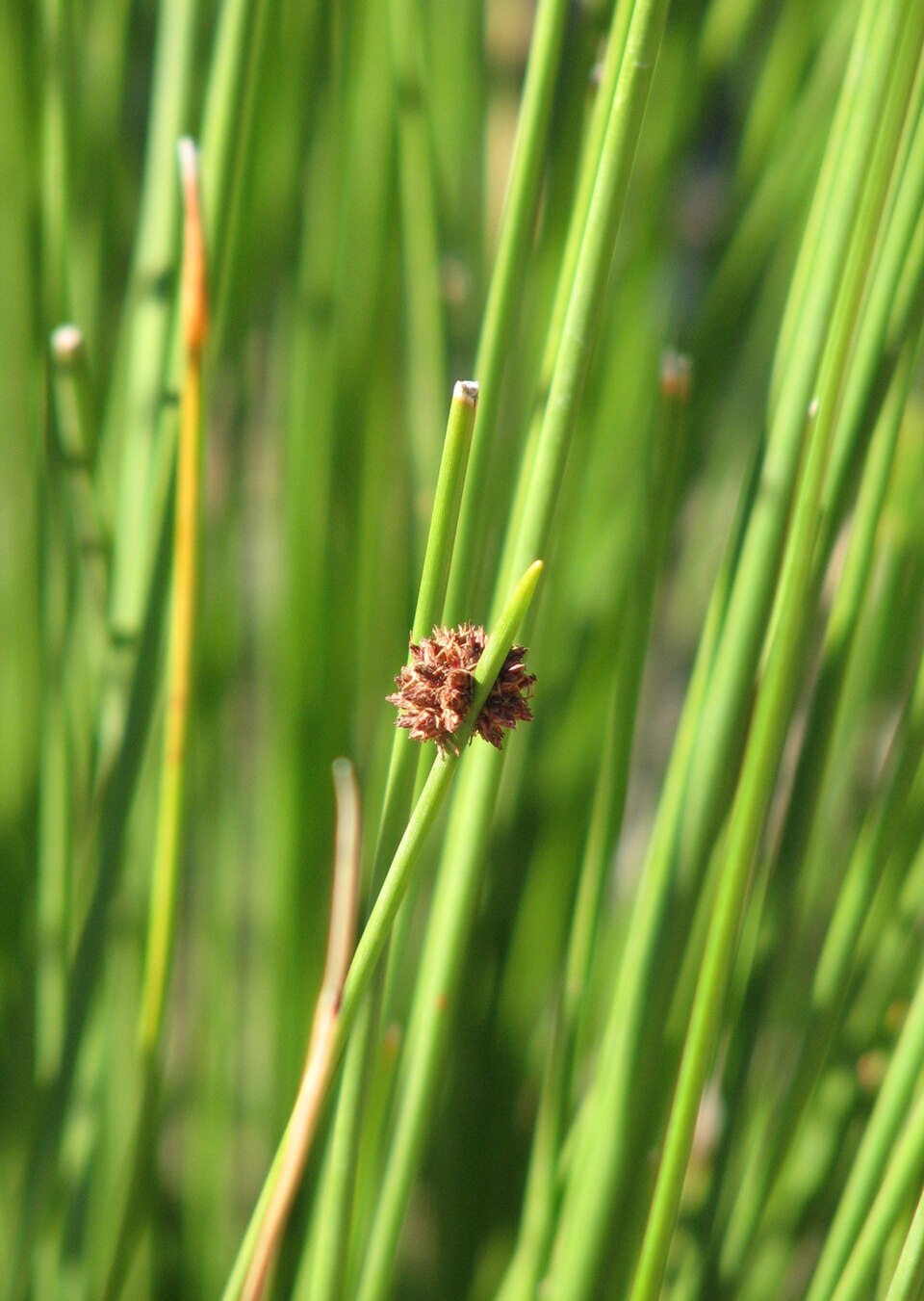 Ficinia nodosa (Knobby Clubrush) (alternate view 6)