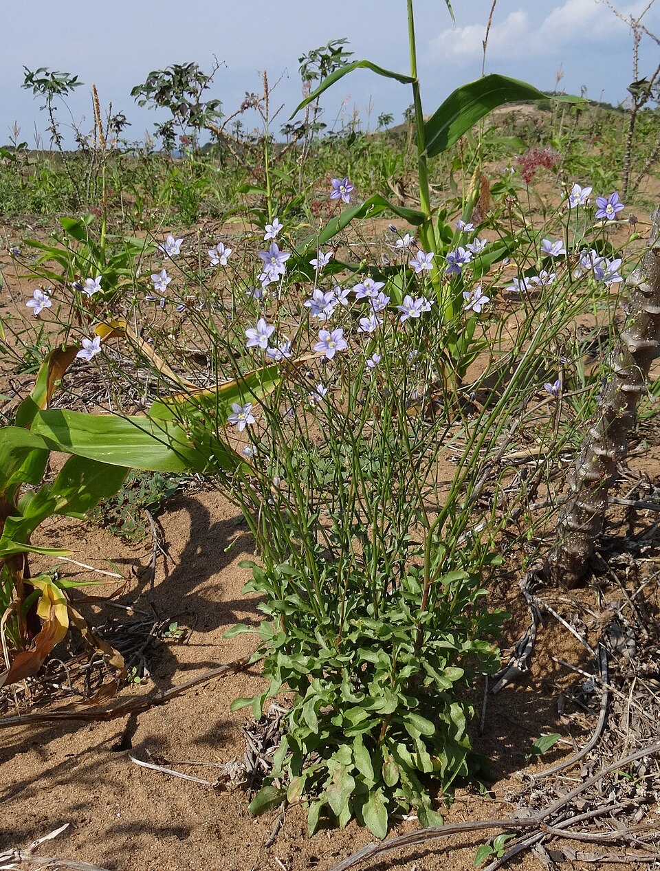 Wahlenbergia (Capebells) (alternate view 7)