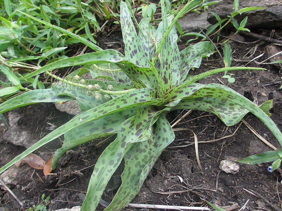 Ledebouria