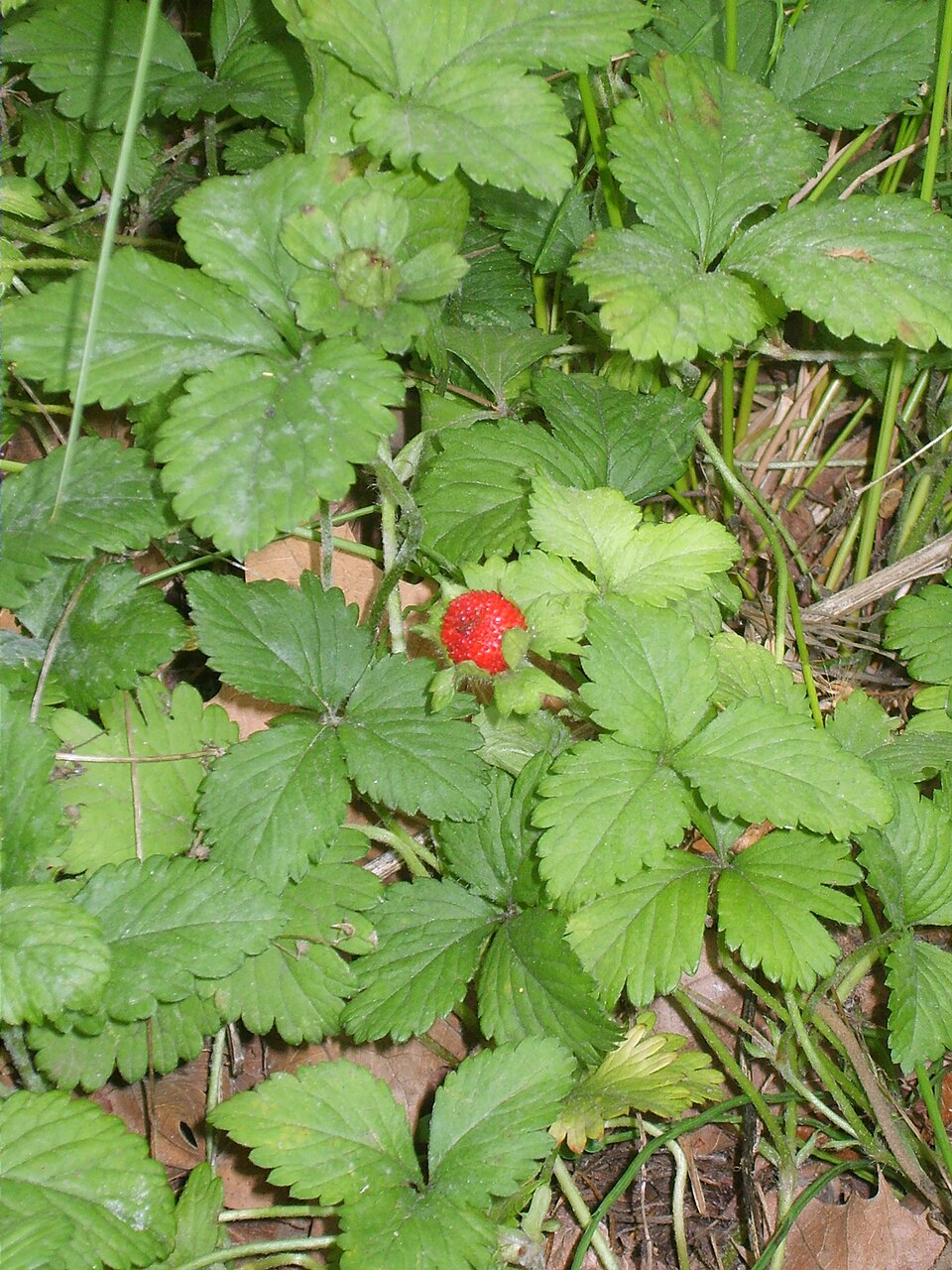 Potentilla indica (mock strawberry)