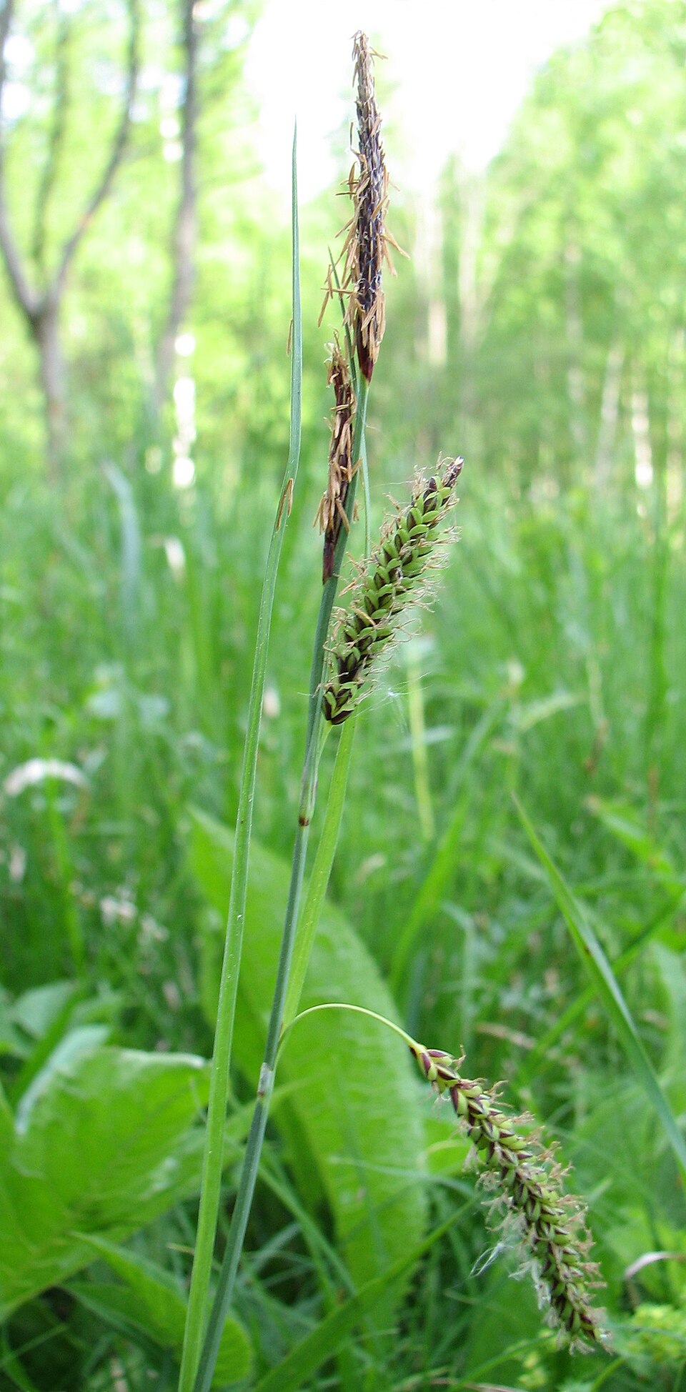 Carex flacca (Blue Sedge) (alternate view 6)