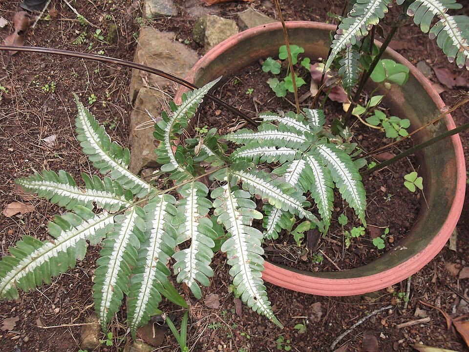 Pteris (brakes) (alternate view 3)