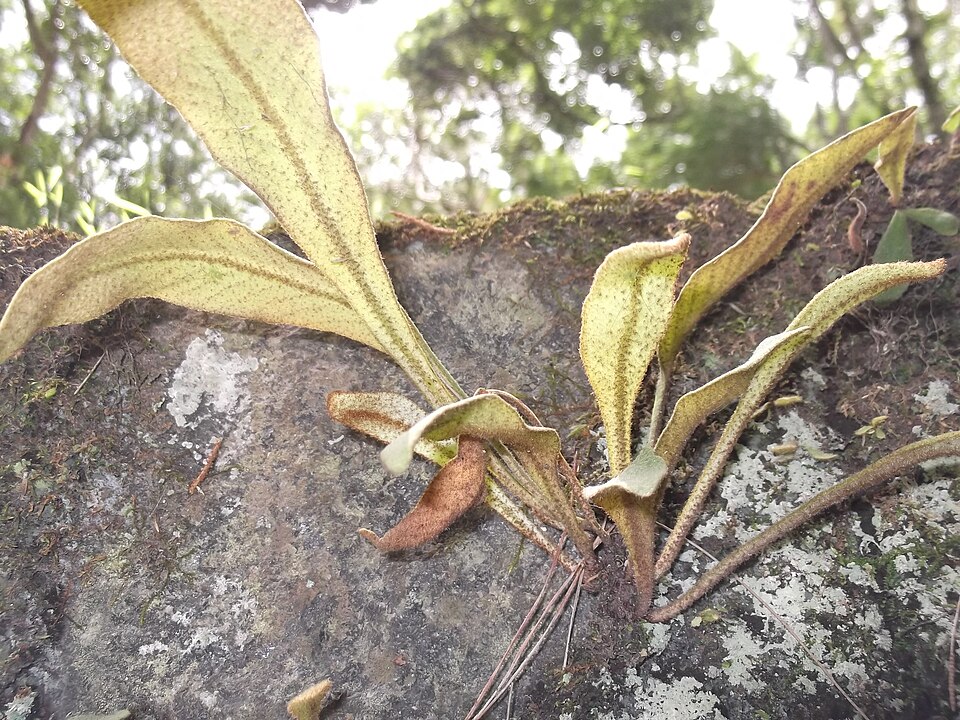 Pyrrosia (Felt Ferns)