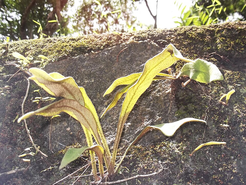 Pyrrosia (Felt Ferns) (alternate view 3)