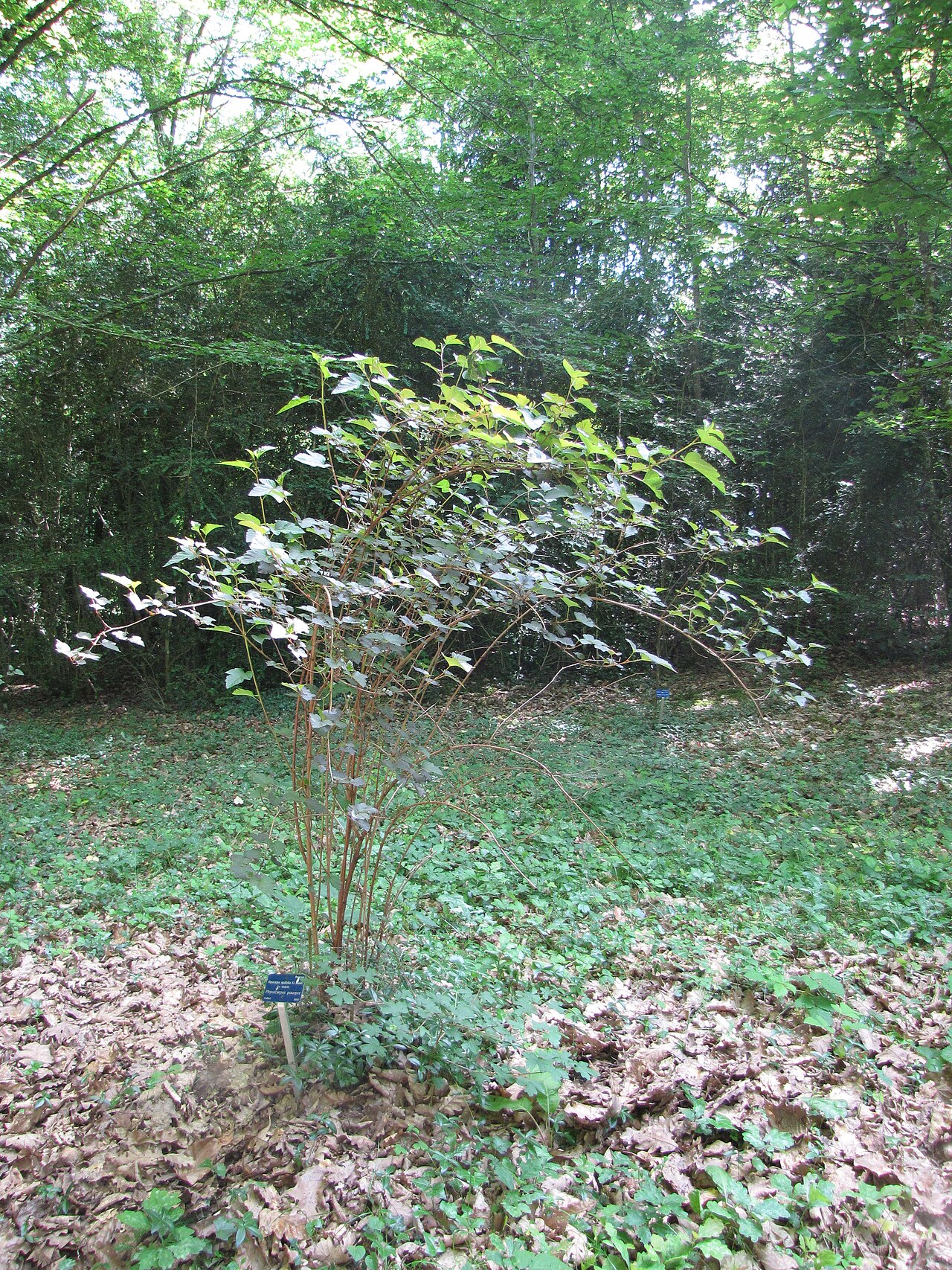 Physocarpus opulifolius, Common ninebark — spreading deciduous (Rosaceae) (image 5 of 10)