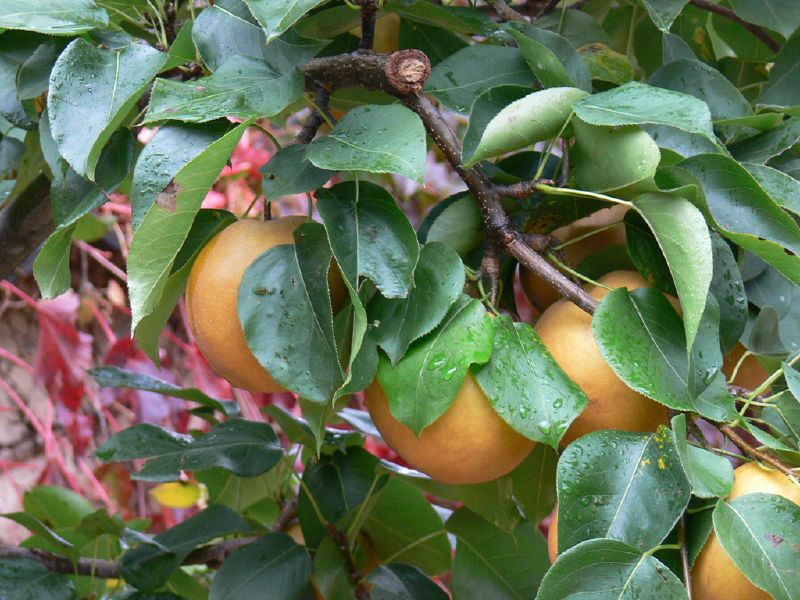 Pyrus pyrifolia, Asian pear — upright deciduous (Rosaceae) (image 3 of 9)