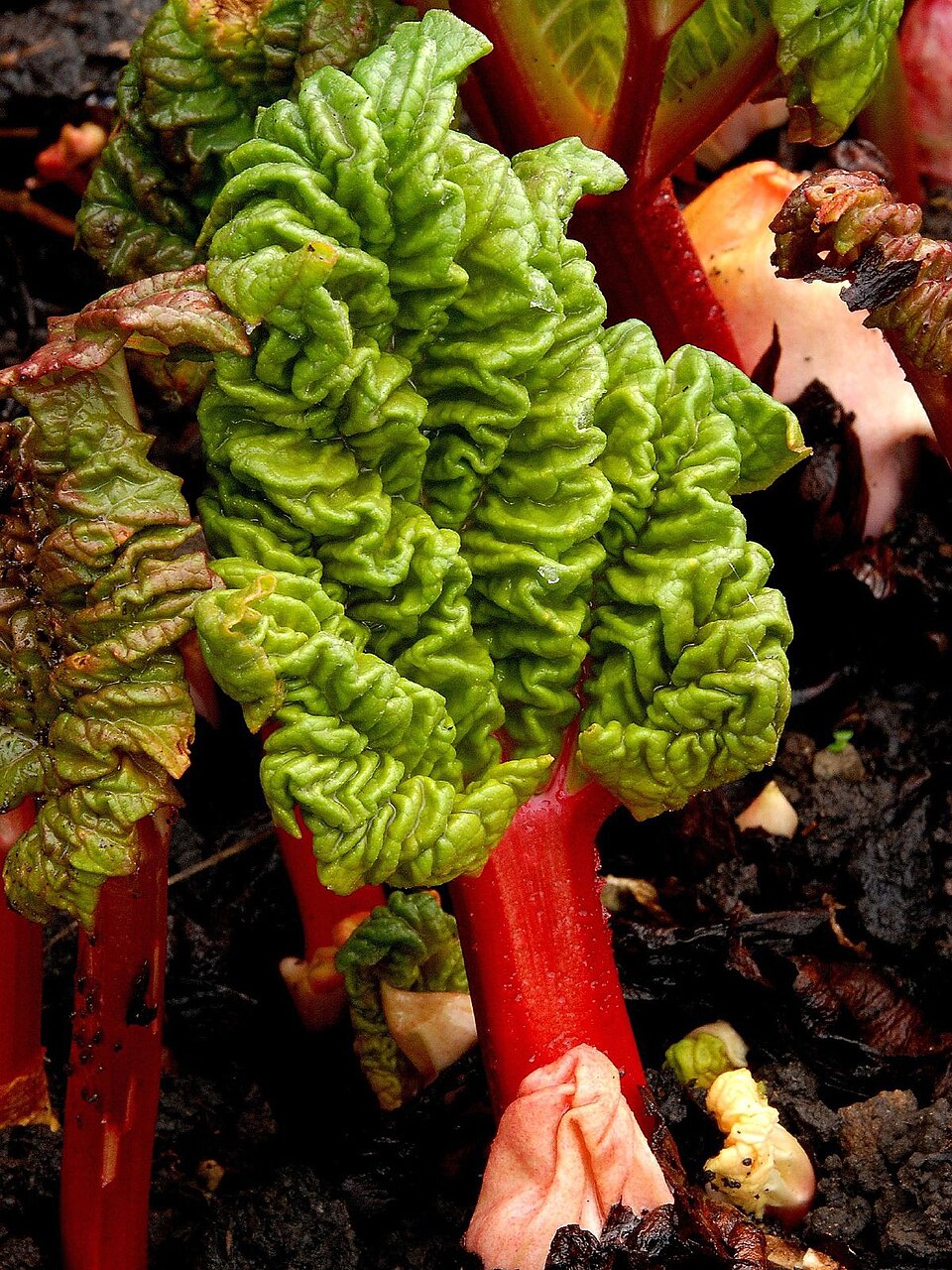 Rheum rhabarbarum (Rhubarb)