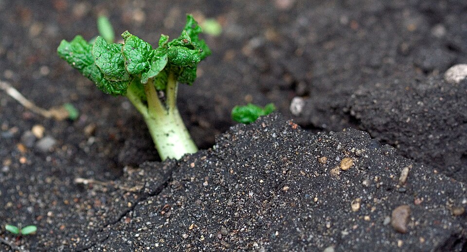 Rheum rhabarbarum (Rhubarb)